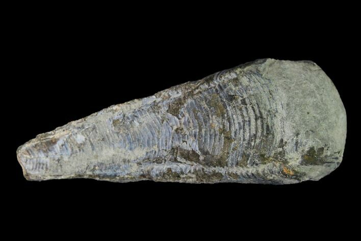 Cretaceous Conulariid Fossil - Kansas #143475